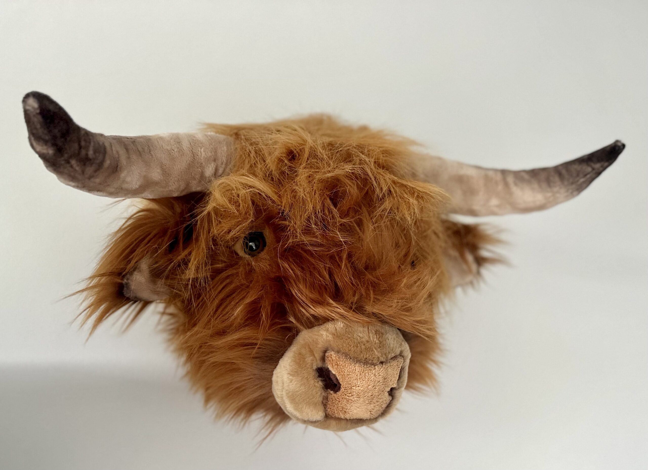 <b>Nicolas de Hooglander - groot - € 64,90</b> <br>Big Fluff on the wall.  We stellen voor: Nicolas de Heilan Coo. (vijs en plug meegeleverd) <br> breedte 53 cm - hoogte 32 cm